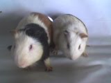 koleksi (kelinci hias) beauty rabbit dan marmut (pig guinea)