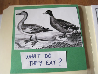 Kinder Days....: Make Way For Ducklings FIAR Study