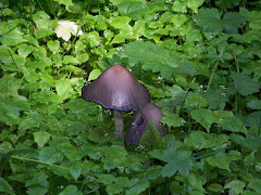 Some mushrooms in the rainforest