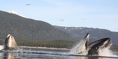 Humpback Whales