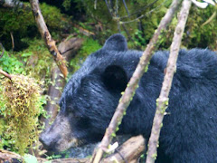 Black Bear