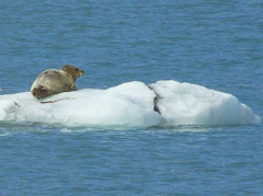 Harbor Seal