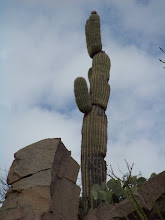 Saguaro
