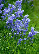 English Bluebells