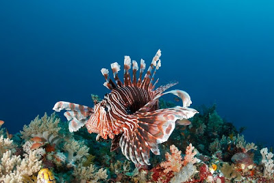 underwater sea creatures pictures