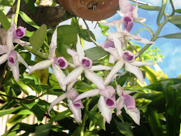 BORNEO FLORA