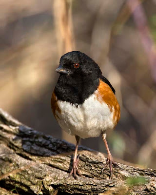 Pennsylvania Wildlife Photographer: More Spring Turkeys: PA Spring ...