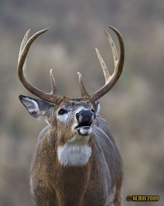 Pennsylvania Wildlife Photographer Whitetail Deer Management In