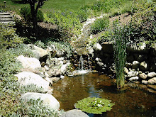 Fish Pond