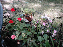 Geraniums-Pink and Red