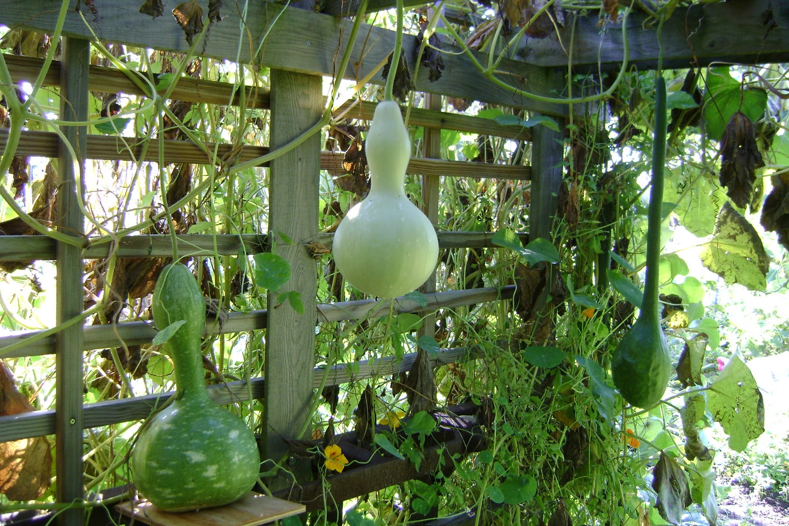 It�s All About Gourds Growing Gourds 2010