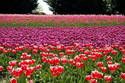 tulip_fields_24.jpg