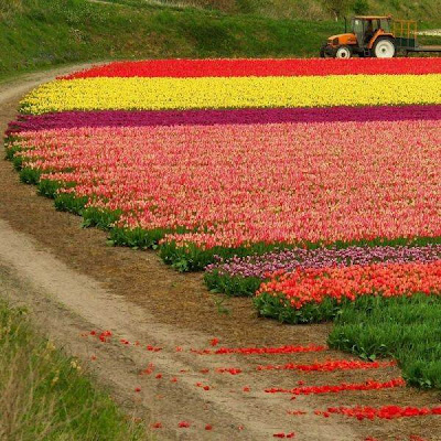 tulip_fields_09.jpg