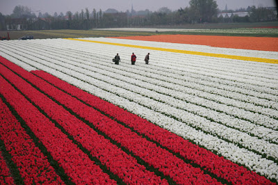 tulip_fields_14.jpg