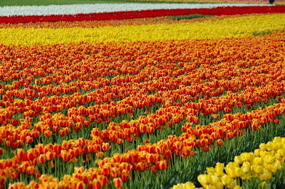 tulip_fields_17.jpg