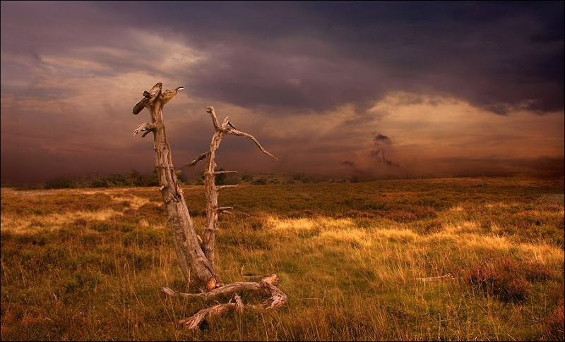      wheat_field_10.jpg