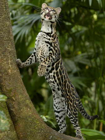 animals in rainforest. animals amazon rainforest