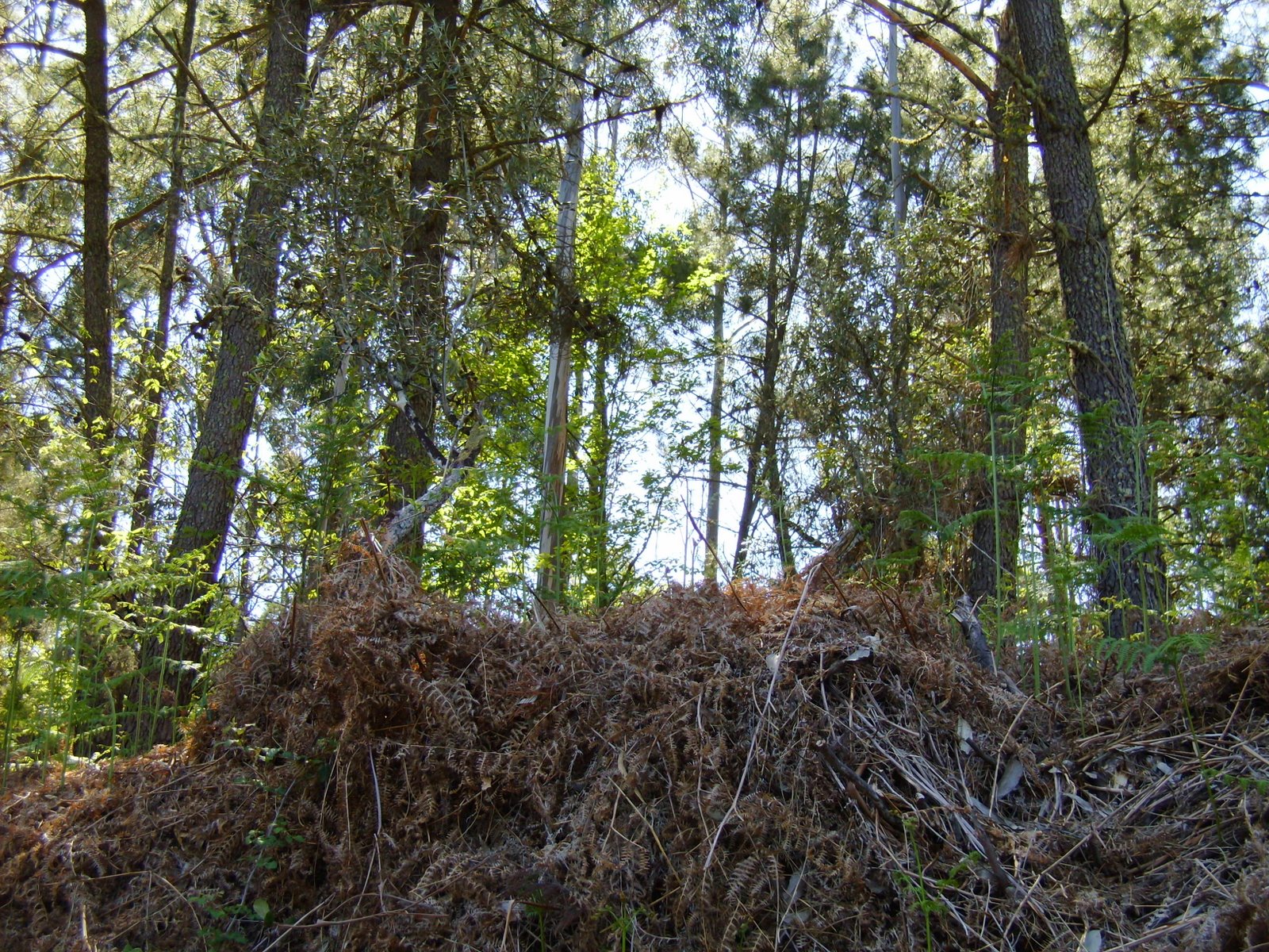 [Caddafas+oliveira.JPG]