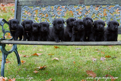 breeders labrador english