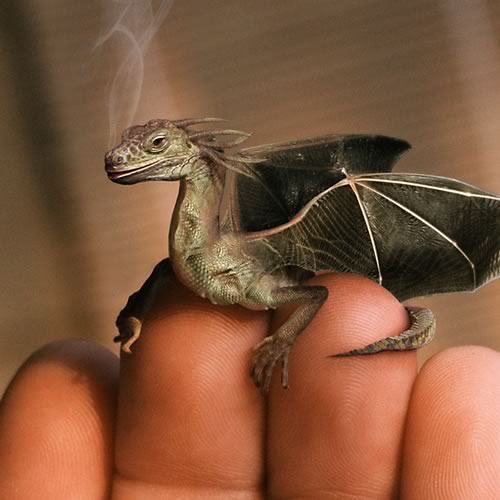 [dragon.jpg]
