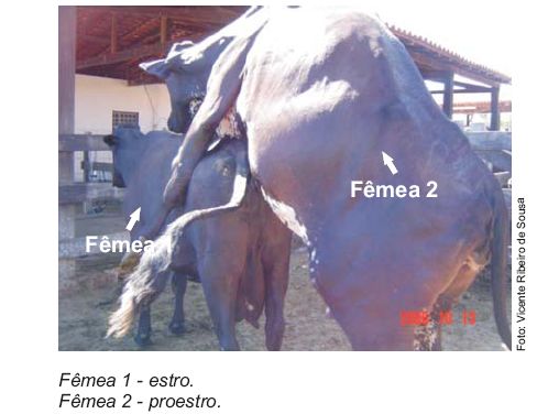 Comportamento estral