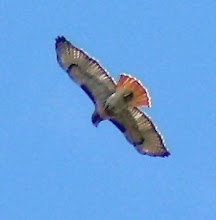 Red-tailed hawk