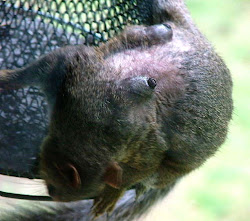 squirrel bot fly tumors 2008 larvae grew fur weeks couple fine area