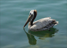 pelican