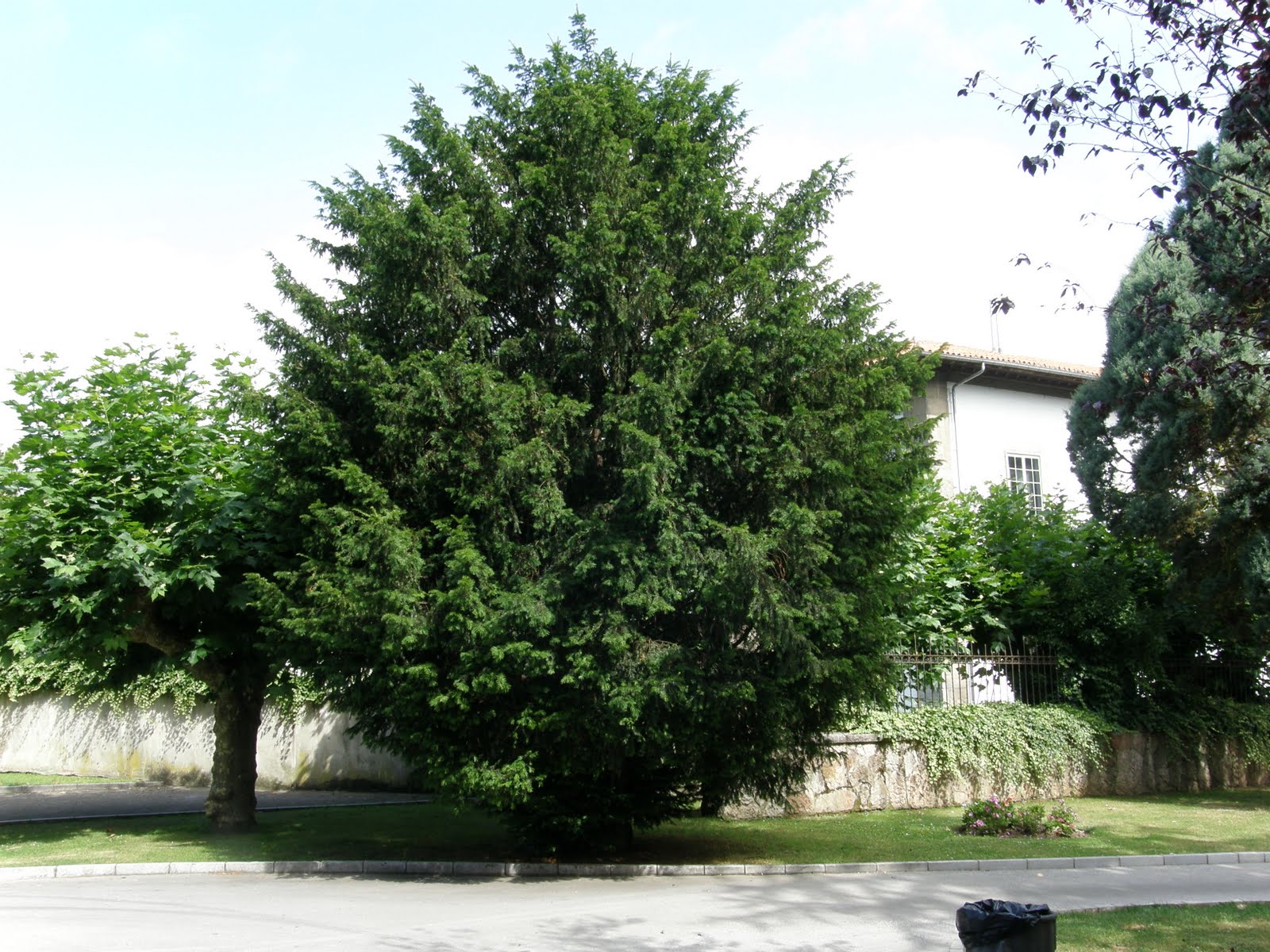 MIS TEXOS Parque de Pravia. PRAVIA.