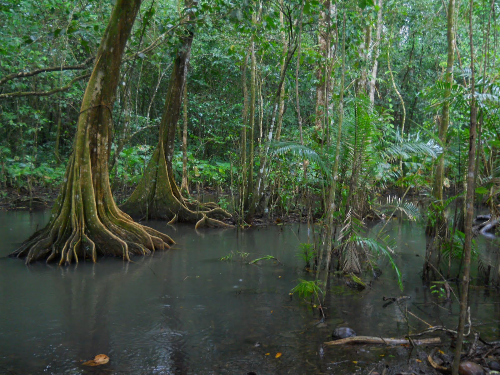 Sweeney/Britton Astray: December 2010