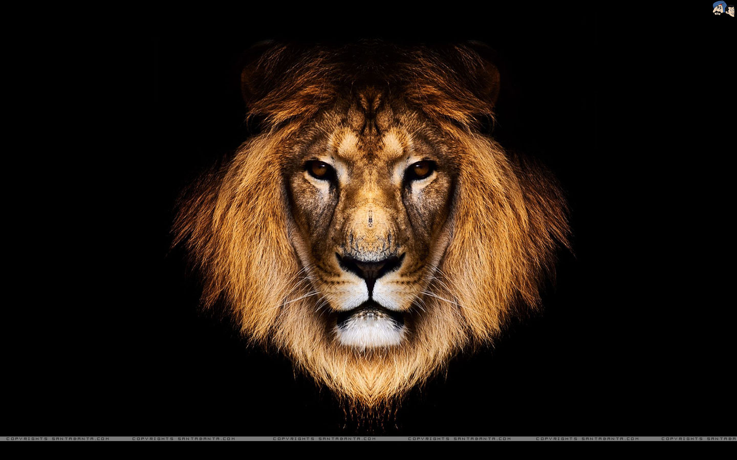 lions-10a.jpg