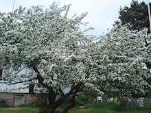 Äppelträdet blommar 2009