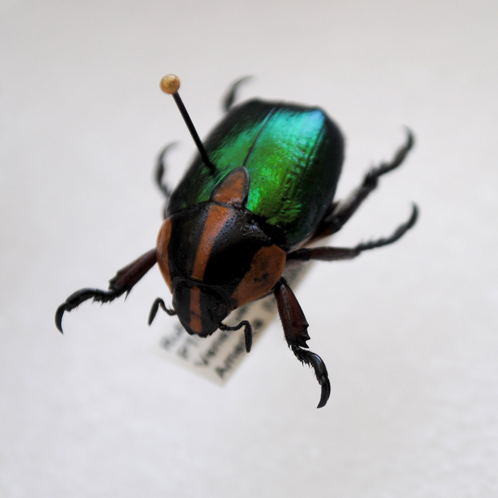 Illuminated Perfume A Bugs Life