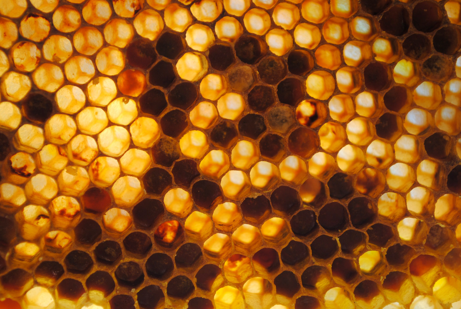 Как получить пчелиные соты. Соты пчелиные. Соты меда. Фон соты. Пчелиные соты текстура.
