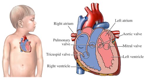 WHY IS THE HEART AN IMPORTANT ORGAN visual data 2