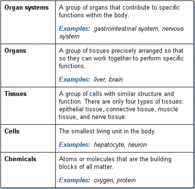 organs organ organization body systems toxicology anatomy tissue levels functions system level cell cells physiology parts combination within human tissues