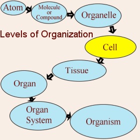 anatomy and physiology: Organization of the body