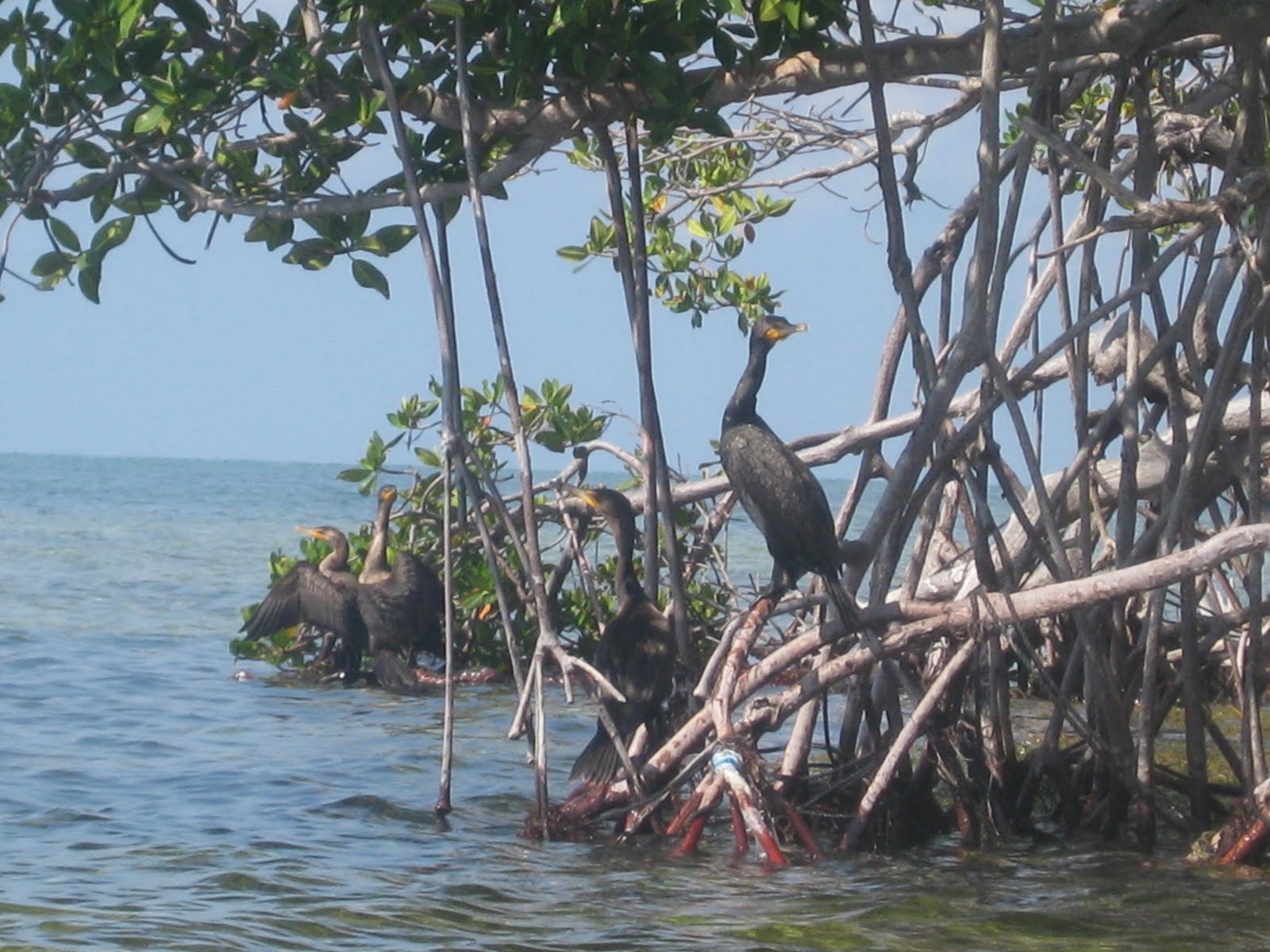 Dave's Yak Tales Coupon Bight, Big Pine Key