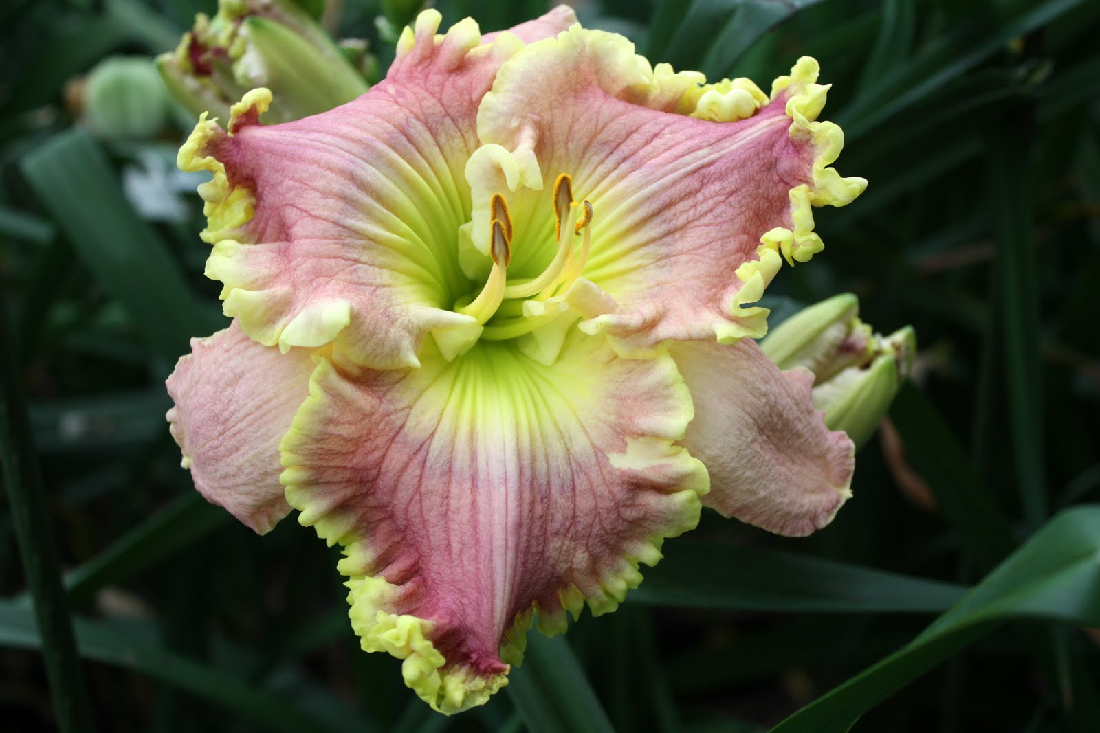 Lee's Daylily Potpourri Greenhouse Bloom 15