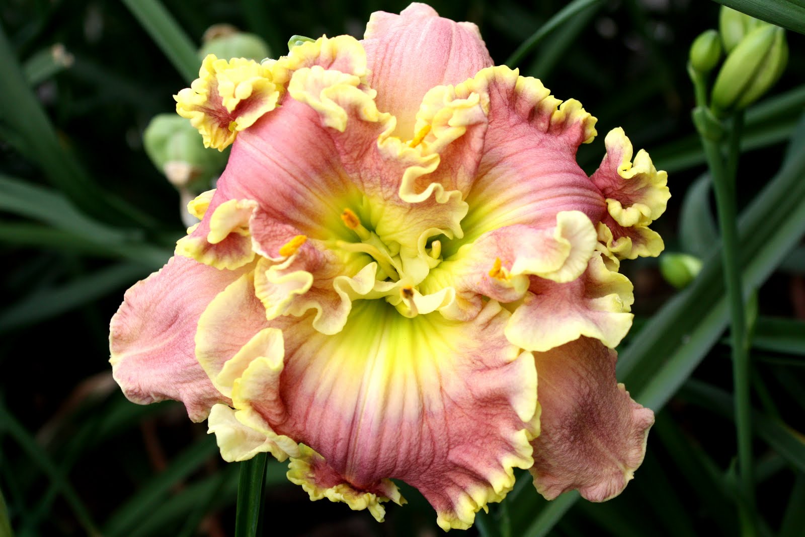 Lee's Daylily Potpourri Greenhouse Bloom 13