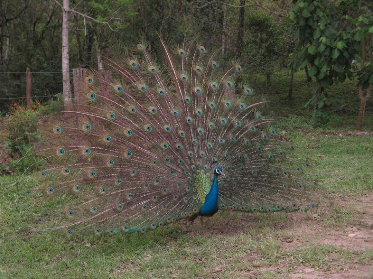 Indian National Bird - Peacock