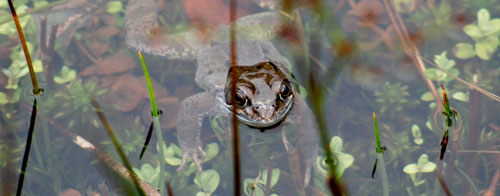 [Frosch.jpg]