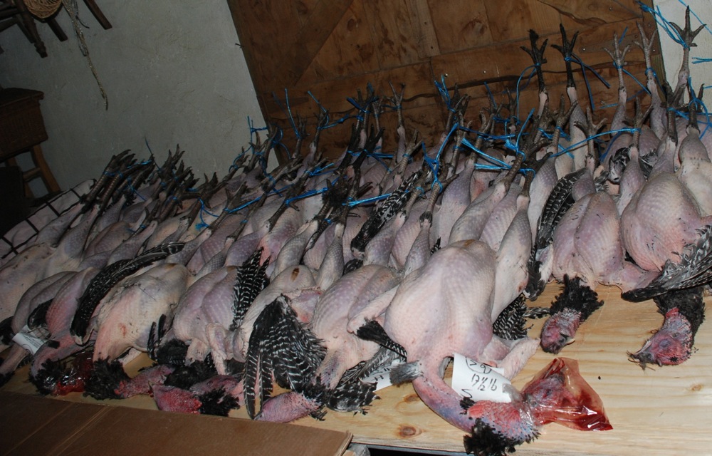 [Dead+Turkeys.jpg]