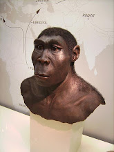 Homo Ergaster (Erectus)