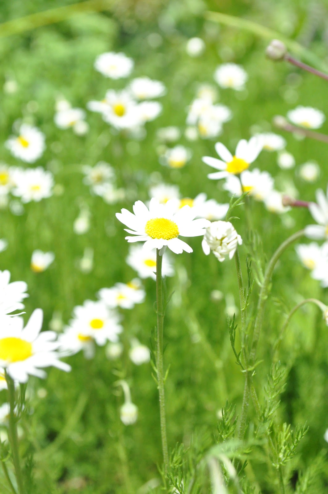 Chamomile Tea How to make your own Garden Planting