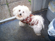 Casey the Maltese Dog. A year old.