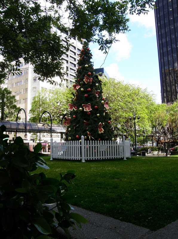 Wellington Daily Photo 540 Christmas in the Park