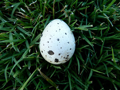 Hundewanderer.com: Gambel's Quail Eggs