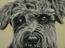 DOG PORTRAITS<br>click the picture to visit my website Dog Portrait Gallery page