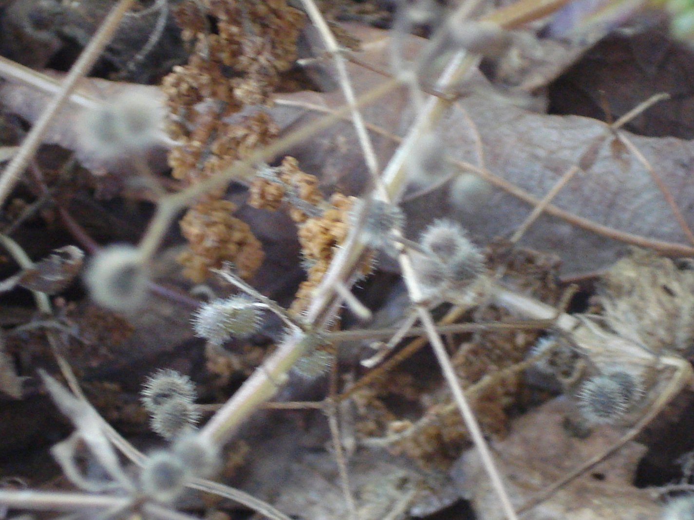 Doug and Mae’s Place: Beggar’s Lice